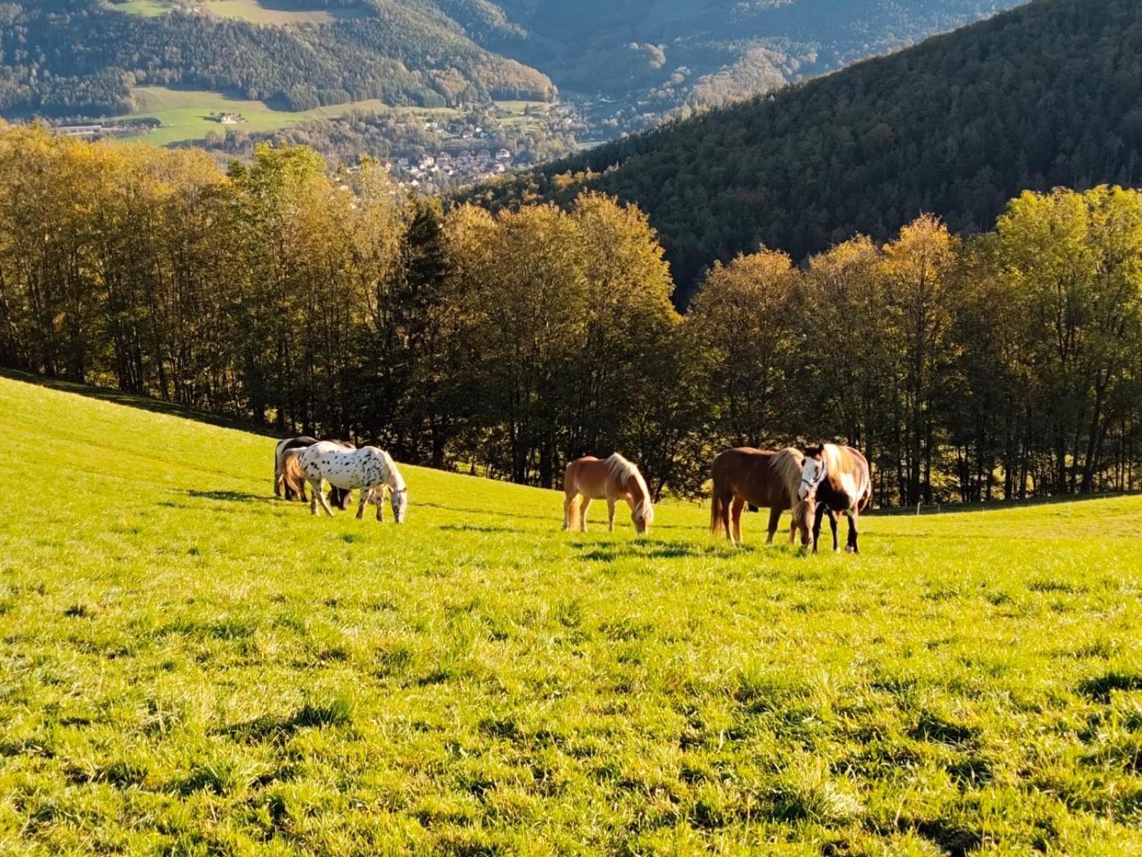 Miniferienwohnung Fuer Unkompliziertes Naturliebhaberpaerchen Payerbach Zewnętrze zdjęcie